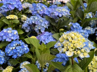 blue flower purple and white flowers