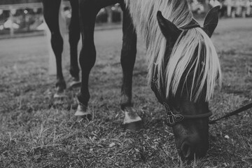 Piękny, czystej krwi młody koń pasący się na łące. Pastwisko z karmiącym się, czystej krwi koniem. Zwierzę na pastwisku. Biało czarne ujęcie konia. © Aneta