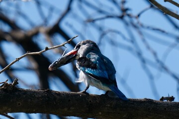 Kingfisher with a fish in its mouth sitting on a branch