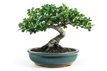 A beautiful bonsai tree showcasing intricate details and vibrant green leaves, representing harmony and nature.