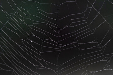 Spider web on dark background closeup, macro photo.