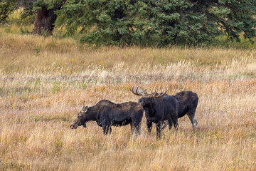 Bull and Cow Moose Rutting in Autumn in Wyoming