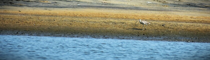 Eurasian Curlew is spotted from Vallikkunnu . It's scientific name- Numenium arquata. migratory shorebird, a distinctive curved bill. breeds in Asia, Europe and arctic regions. 