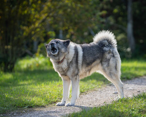 The Norwegian Elkhound has served as a hunter, guardian, herder, and defender. Norwegian elkhound...