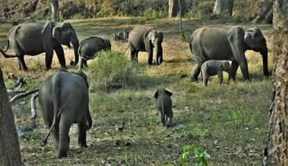 Grouping of a herd of Elephants, Tamilnadu, Muthumalai tiger reserve, india