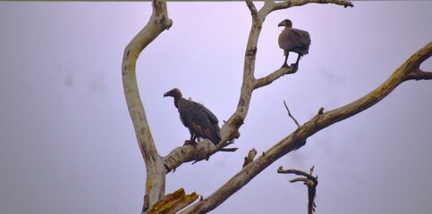 Indian vultures sitting on a tree looking for bodies