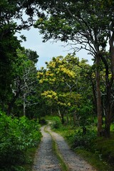 The woods are lovely, miles to go, wilderness, calm and quite forest path, greenery, Muthumalai tiger reserve, Tamilnadu, India