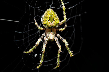  orbweaver spider on the web, Eustela perfida