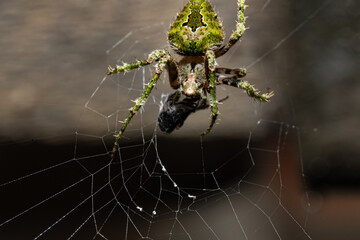 Orbweaver spider wrapping ant, Eustala perfida
