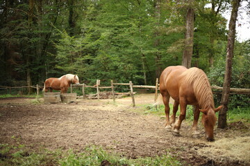 Le château de Guédelon