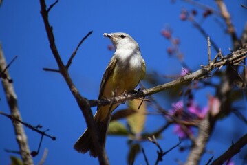 Suiriri-cinzento no Brasil