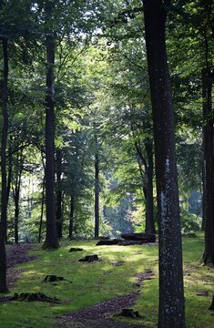 Waldblick
