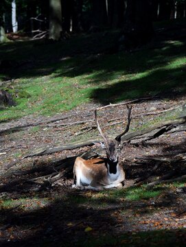 kleiner Hirsch