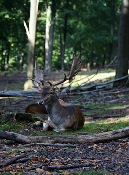 Hirsch Blick