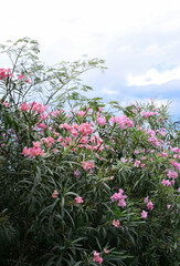 Pink flowers in the garden, Common Oleander