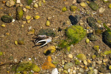 baby crab in the water