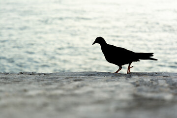 A black pigeon on top of a concrete wall against the sea in the background.
