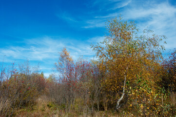 A scenic view of mountain peaks under the sun on a forest ridge on a mountainside with golden aspens and bright autumn colors creating a virtual color palette.
