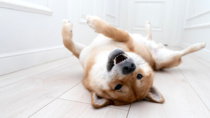 Shiba Inu dog lies funny on the floor