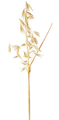 Dry spikelet of oat plant isolated on a white background. Oat spike or oat ear.