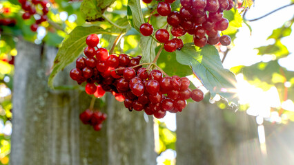 ripe viburnum berries on a viburnum branch