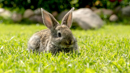 cute gray rabbit on green grass