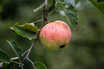 Apfel am Baum
