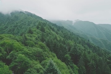 Obraz premium A gentle misty fog settling over a serene forest, creating an atmosphere of tranquility and mystery on your scree