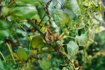 Cherry tomatoes growing in garden after first ground frost