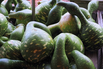 Pumpkins and gourds from the harvest.
