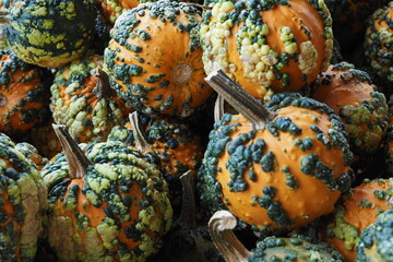 Pumpkins and gourds fro the fall harvest.