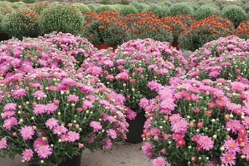 Fall flowers in different colors.