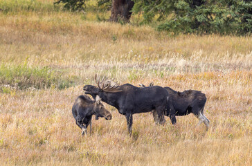 Bull and Cow Moose Rutting in Autumn in Wyoming