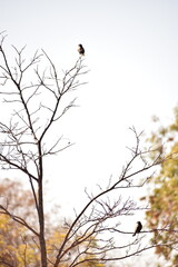 Aves no parque