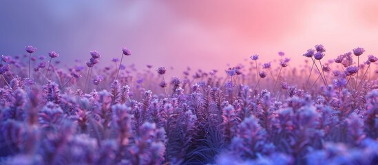Obraz premium creative nature blooming flowers violet flowers violet grass flowers. Copy space image. Place for adding text and design