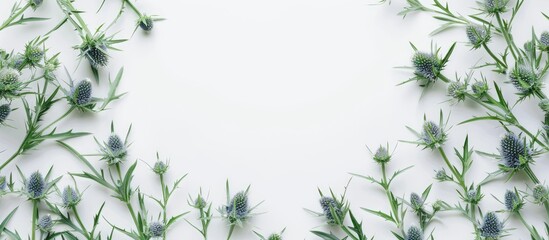 Minimalist composition featuring beautiful eryngium flowers arranged as a frame on a white background Nature concept Selective focus Flat lay Top view Copy space