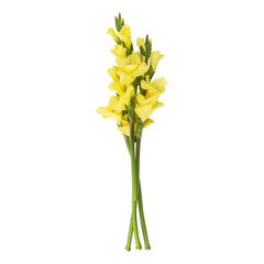 Yellow gladiolus flower stems isolated on transparent background