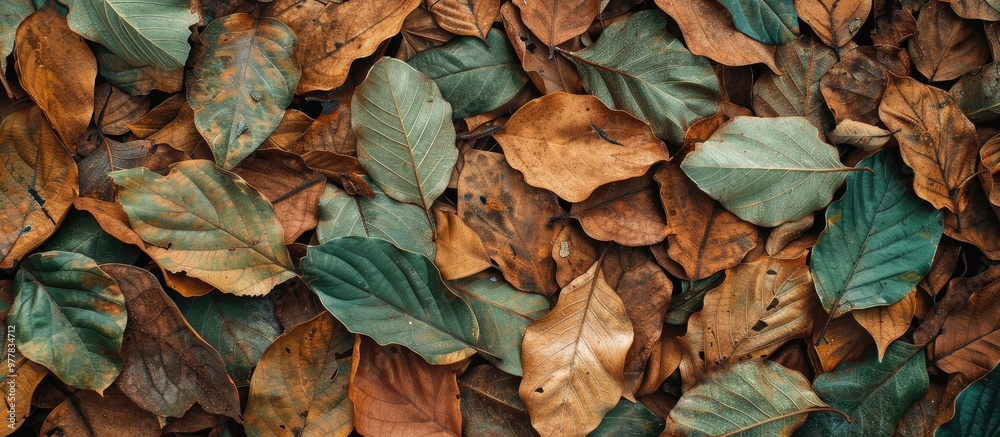 Wall mural texture of green and dry brown teak leaves. copy space image. place for adding text and design