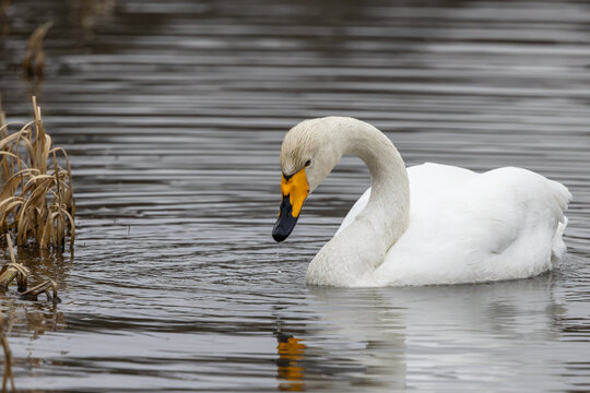 Singschwan.Cygnus cygnus.(Linnaeus, 1758)