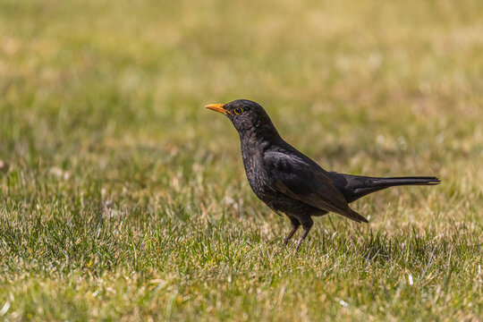 Amsel
