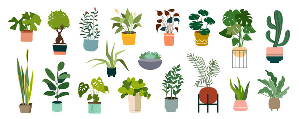 Decorative houseplants in pots mega set in flat graphic design. Collection elements of home potted plants with variation green foliage of monstera, ficus, succulent, calla lily. Illustration. © alexdndz