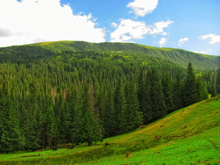 A breathtaking view of summer mountains blanketed in lush green forests and grasses - Powered by Adobe