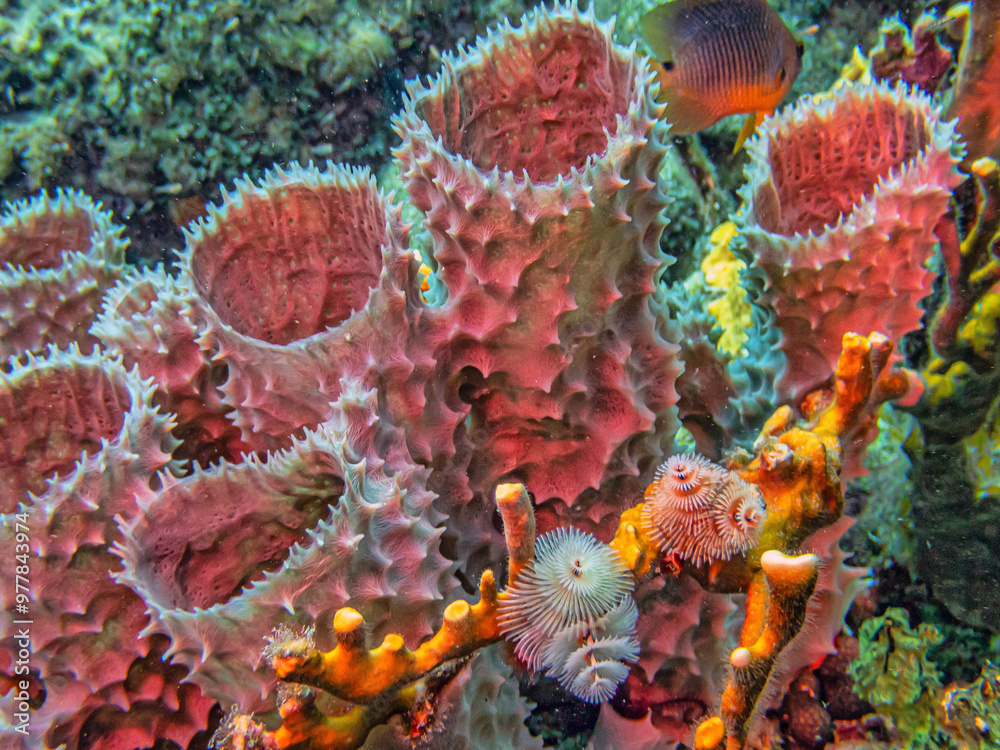 Wall mural branching vase sponge,callyspongia ,cladochalina, aculeata