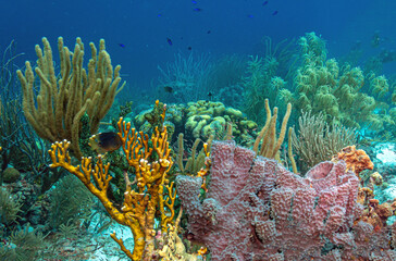 Caribbean coral garden,Bonaire