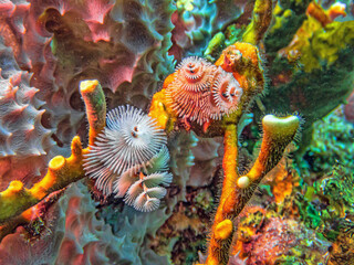 Spirobranchus giganteus, Christmas tree worms