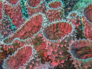 Obraz premium branching vase sponge,Callyspongia ,Cladochalina, aculeata