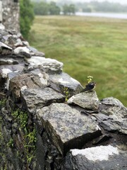 bird on stone