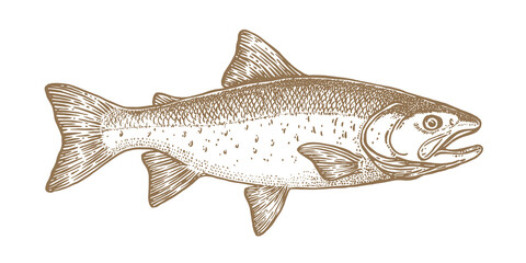 Salmon fish, seafood, sketch. Vintage retro print, seafood salmon fish sketch, sea life, ink pencil style drawing engrave old school sketch, hand drawn. Sketch artwork salmon fish. Vector Illustration