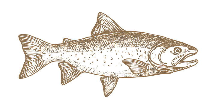 recommend clip art: Salmon fish, seafood, sketch. Vintage retro print, seafood salmon fish sketch, sea life, ink pencil style drawing engrave old school sketch, hand drawn. Sketch artwork salmon fish. Vector Illustration