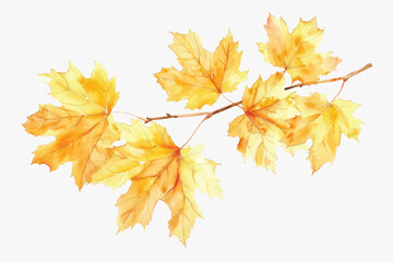 Autumn maple leaves watercolor illustration